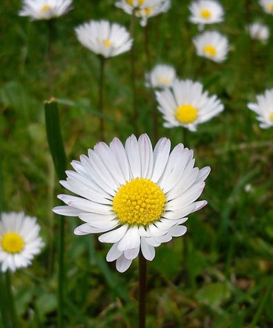 Margueritter